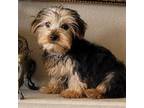 Yorkshire Terrier Puppy for sale in San Diego, CA, USA