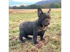 French Bulldog Puppy for sale in Purdy, MO, USA