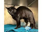 Nosey Domestic Shorthair Adult Male