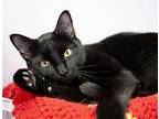 Onyx Domestic Shorthair Adult Female