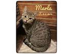 Marla Domestic Shorthair Kitten Female