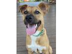 Emma Black Mouth Cur Adult Female