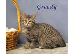 Greedy (C24-021) Domestic Shorthair Kitten Male