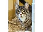 Rachel Domestic Shorthair Adult Female