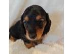 Dachshund Puppy for sale in Fountain Inn, SC, USA