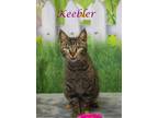 Keebler (C24-052) Domestic Shorthair Adult Female