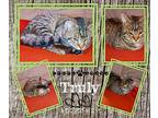 Truly American Shorthair Adult Male