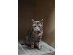 71908a Squirrel-Pounce Cat Cafe Domestic Shorthair Adult Female