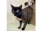 Spice Domestic Shorthair Young Female