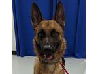 Copper German Shepherd Dog Adult Male