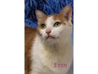 Erin (C23-305) Domestic Shorthair Adult Female