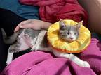 Tipple (Tri-paw) Domestic Shorthair Kitten Male