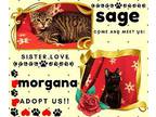 Sage and Morganna American Shorthair Young Female