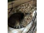 Alex Domestic Shorthair Adult Male