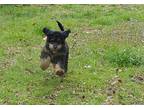 Paisley Bernedoodle Puppy Female