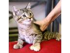 Kylie-8756 Domestic Shorthair Kitten Female