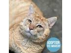 Marmalade Domestic Shorthair Adult Male