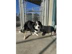 Matchstick Border Collie Adult Male