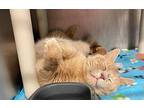 Acorn Domestic Shorthair Adult Male