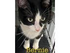 Bernie Domestic Mediumhair Adult Male