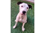 Cindy American Pit Bull Terrier Young Female