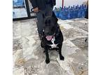 Bella Cane Corso Young Female