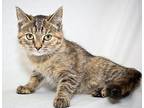 Sable Tabby Young Female
