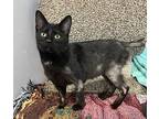 Cassie Domestic Shorthair Young Female