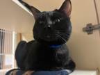 Otis Domestic Shorthair Adult Male