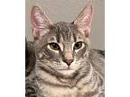 Tom Domestic Shorthair Young Male