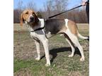 Wilbur Treeing Walker Coonhound Young Male