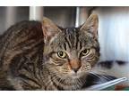 Boo Domestic Shorthair Young Female