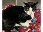 Cookie Domestic Shorthair Adult Male