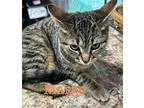 Margo Domestic Shorthair Young Female