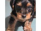Yorkshire Terrier Puppy for sale in Bainbridge, GA, USA