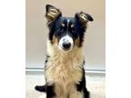 Adopt Angelina a Collie, Mixed Breed