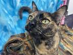 Mimi Domestic Shorthair Young Female