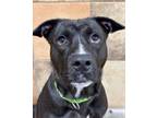Adopt Wendy a Pit Bull Terrier, Mixed Breed