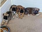 Happy Pups litter Boxer Puppy Female