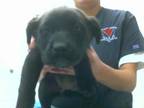 Disa Labrador Retriever Puppy Female