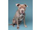 Abby Staffordshire Bull Terrier Adult Female