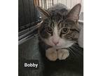 Bobby Domestic Shorthair Young Male
