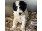 Mutt Puppy for sale in Moreno Valley, CA, USA