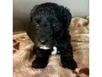 Mutt Puppy for sale in Moreno Valley, CA, USA