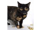 Morticia (morty) Domestic Shorthair Adult Female
