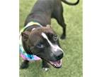 Gracie American Pit Bull Terrier Adult Female