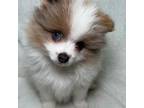 Pomeranian Puppy for sale in Liberty, MO, USA