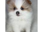 Pomeranian Puppy for sale in Liberty, MO, USA