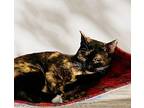 Camille Domestic Shorthair Young Female