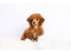 Isadore Poodle (Miniature) Puppy Female